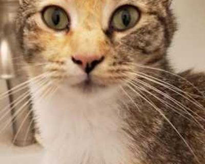 Marina - Calico Female Cat for Adoption