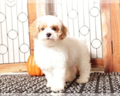 9 Weeks Old * Size at Maturity: Small * Availability Date: 11/05/2025 * Shipping Area: Nationwide * Payment Method: Paypal, Credit Cards *. Olly is a wonderful little Male Toy puppy. He is so sweet and gentle but loves to play tug-of-war with his toys. We love to have our puppies playing, socializing and being loved on. All of our puppies are up to date with their shots, de-wormings, and come m...