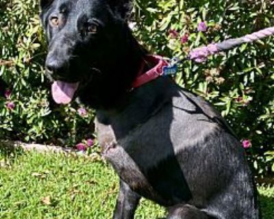 Roadie - Labrador Retriever Male Puppy for Adoption