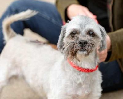 Gray Wolf - Mixed Breed (Small) Male Dog for Adoption