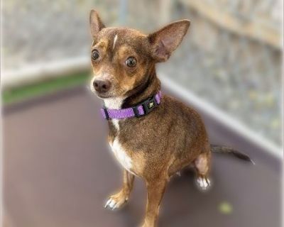 Rainy - Female Puppy Chihuahua / Jack Russell for Adoption
