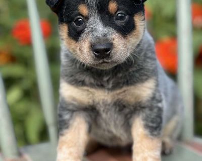 Duke - 7 Weeks Male Blue Heeler Australian Cattle Dog Puppy for Sale