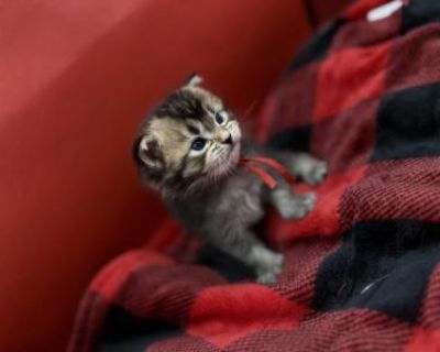 Show potential. Champion bloodlines. Vaccinated. Registered. Kittens come twice vaccinated, vet checked twice, microchipped, Tica registration, small bag of food, toys and one month trupanion insurance as well as copies of parents dna, hips and echo. Very playful well adjusted and socialized kitten affectionate baby