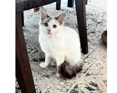 PLEASE READ: If you are interested in meeting and/or adopting, please apply online at www.catdogfriendrescue.com. Please do NOT call or send inquiries via Adopt A Pet or PetFinder as we are a small rescue and cannot handle a large influx of inquiries and phone calls. You can email us at acatsfriendinc@gmail.com if you have questions, but if you would like to be considered for adoption, you must...