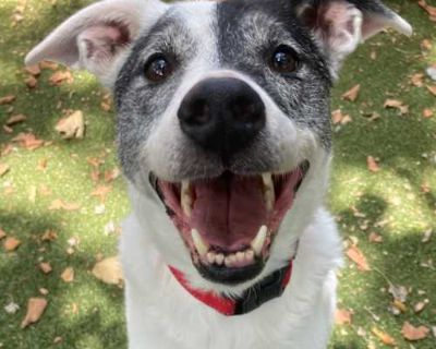 Rosie - Labrador Retriever/Mixed Breed (Medium) Mix Female Dog for Adoption