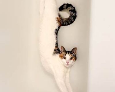 Meet Raven Birthday: August 20, 2024 (The 100 Crew litter) Raven is a graceful beauty with a soft heart and a curious soul. Once she feels safe, she blossoms into a sweet, playful, and affectionate companion who loves lounging in an empty bathtub and kneading biscuits into any soft blanket she can find. She may take a little time to settle in just like many cats but once she does, her love is g...