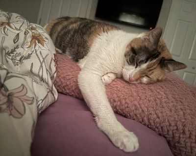 Sara - Domestic Shorthair Female Cat for Adoption