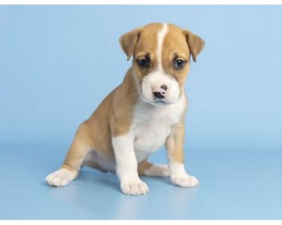 USHER - American Pit Bull Terrier Male Puppy for Adoption