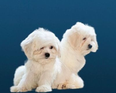 TEDDY BEAR PUPPY FOR SALE