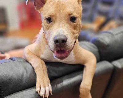 Mickey - Staffordshire Bull Terrier & Pit Bull Terrier Mix Male Puppy for Adoption