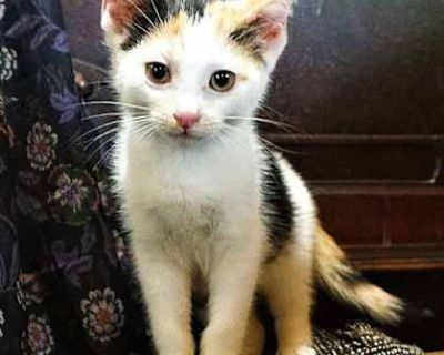 KITTEN CORA - Calico Female Cat for Adoption