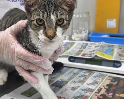 Breed Domestic Shorthair Color Black (All)/Gray or Blue (Mostly) Age 7 months old, Kitten Sex Male Pet ID 113090 Hair Length