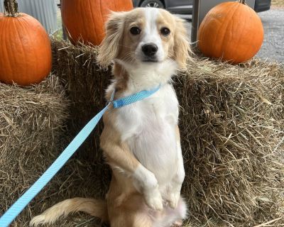 Meet Ivan he is a 1 year old male mixed breed. He is about 12 lbs. Ivan loves other dogs, cats and children. Ivan is playful, has a great personality and is super friendly. He would love a family who takes him on adventures and lets him explore the world ? Ivan will make a great family companion ??. Characteristics Athletic, Affectionate, Curious, Friendly, Funny, Gentle, Loves, Playful, Smart ...