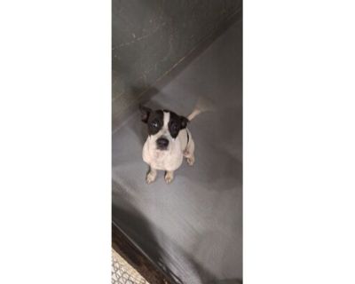 Moon pie - Rat Terrier/Mixed Breed (Medium) Mix Female Puppy for Adoption