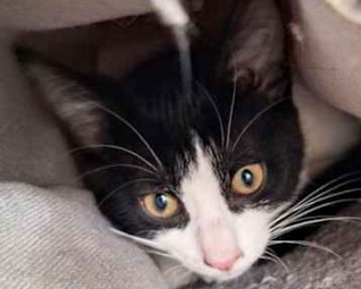 Costello - Domestic Shorthair Male Cat for Adoption
