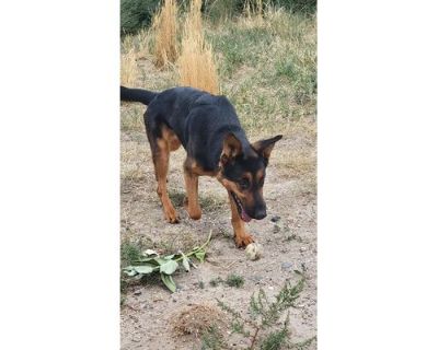 LEO - German Shepherd Dog Male Dog for Adoption