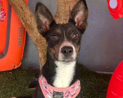 Juno - Australian Cattle Dog / Blue Heeler & Labrador Retriever Mix Female Puppy for Adoption