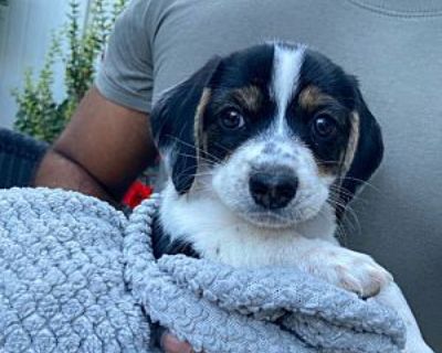 Letty - Jack Russell Terrier/Beagle Mix Female Puppy for Adoption