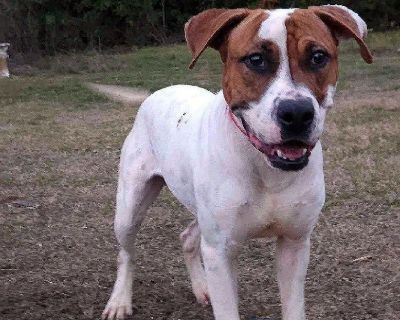 Leo - American Staffordshire Terrier & Boxer Mix Male Dog for Adoption