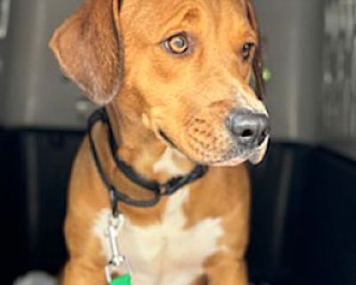 Scooby - Redbone Coonhound/Black Mouth Cur Mix Male Puppy for Adoption