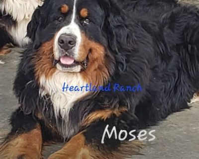 2 Male and 4 Female Bernese Mountain Dog Puppies for Sale