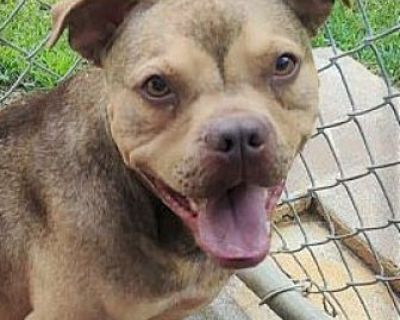 Porter - Boxer/American Pit Bull Terrier Mix Male Dog for Adoption