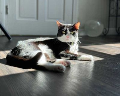 Milo - American Shorthair Male Cat for Adoption