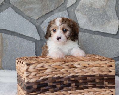 Moose - 7 Weeks Male Cavachon Puppy for Sale