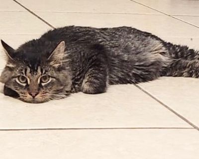 Mr. Whiskers - Maine Coon Mix Male Cat for Adoption