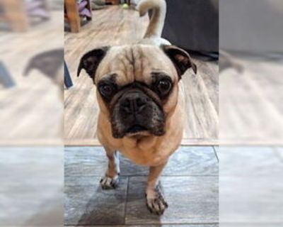 Adult * Location Indianapolis, IN, 46206 USA USA *. Dog Breed: Pug (short coat). Wednesday is an adorable 9-year-old Pug who is full of life! She weighs about 20 pounds and loves everyone she meets and gets along with dogs. She has only been around cats twice and is curious but not aggressive (however she may attempt to chase the cats before she becomes their friend!). She LOVES stuffed toys wi...