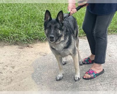 HALO - German Shepherd Dog Female Puppy for Adoption