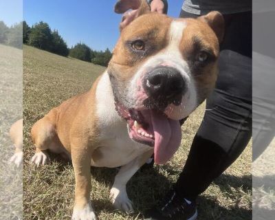 Willie - American Pit Bull Terrier-Bulldog Mix Male Puppy for Adoption