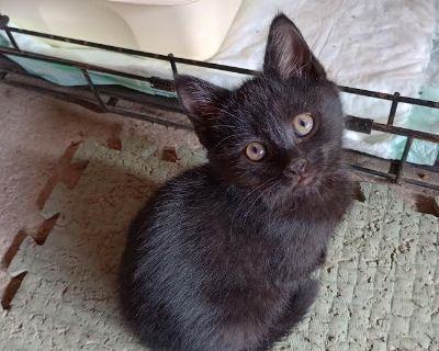 Pepper - Domestic Short Hair Mix Male Cat for Adoption