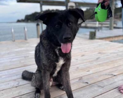 Harley - Anatolian Shepherd/Mixed Breed (Large) Mix Male Dog for Adoption