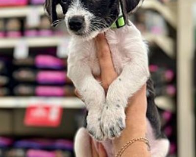 Gunner - Chihuahua/Jack Russell Terrier Mix Male Puppy for Adoption