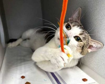 Butters - Domestic Shorthair Male Cat for Adoption