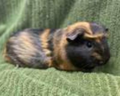 Adopt WOOBLE a Guinea Pig