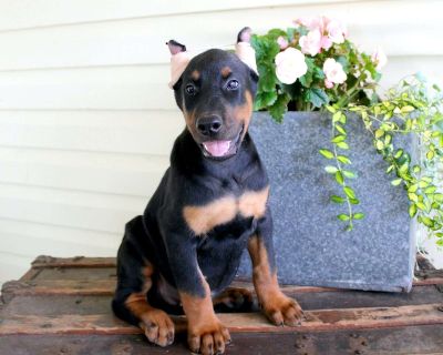 Bear - 8 Weeks Male Doberman Pinscher Puppy for Sale