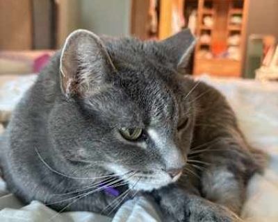 Stormi - Tabby Female Cat for Adoption