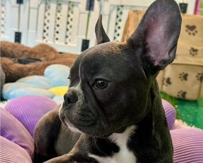 Lovie - French Bulldog Female Puppy for Adoption