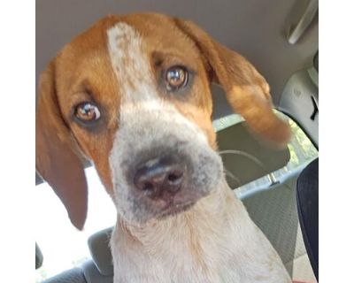 Scotch - Bluetick Coonhound Male Puppy for Adoption