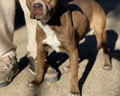 Jimmy - Boxer/Staffordshire Bull Terrier Mix Male Dog for Adoption