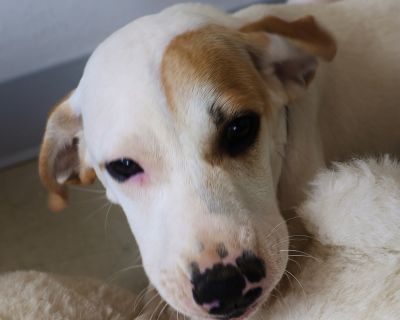 Sundance - American Foxhound Male Puppy for Adoption