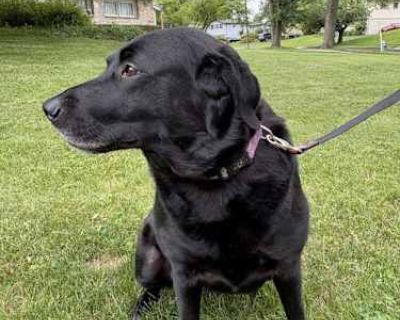 Wilma - Labrador Retriever/Great Pyrenees Mix Female Dog for Adoption
