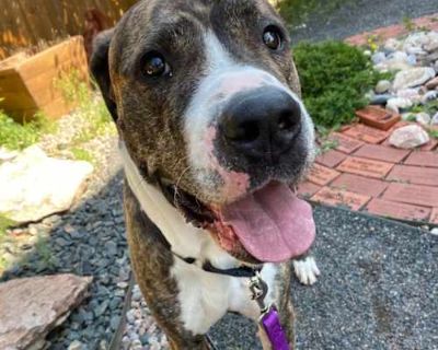 Duke - Mixed Breed (Large) Male Dog for Adoption