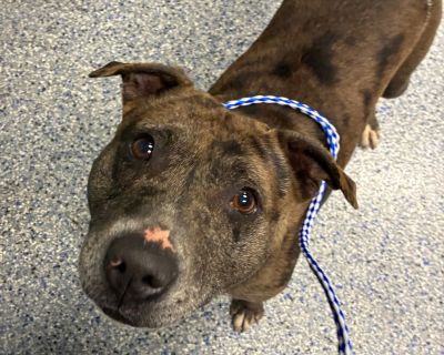 Sky - Catahoula Leopard Dog Mix Female Dog for Adoption