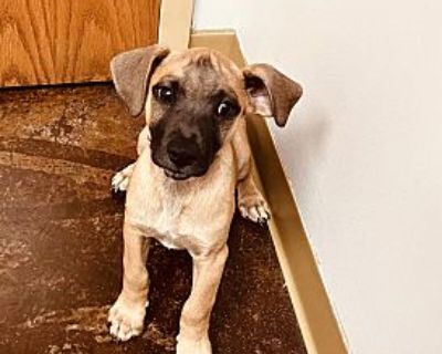 Tonic - Black Mouth Cur Male Puppy for Adoption