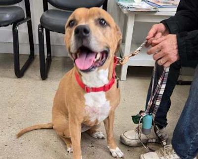 Ciana - Labrador Retriever/Pit Bull Terrier Mix Female Dog for Adoption