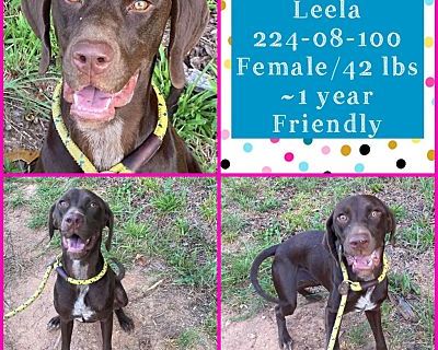 2024-08-100 *Leela* - German Shorthaired Pointer Female Dog for Adoption