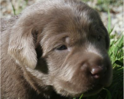 Labrador Retriever AKC: Owner